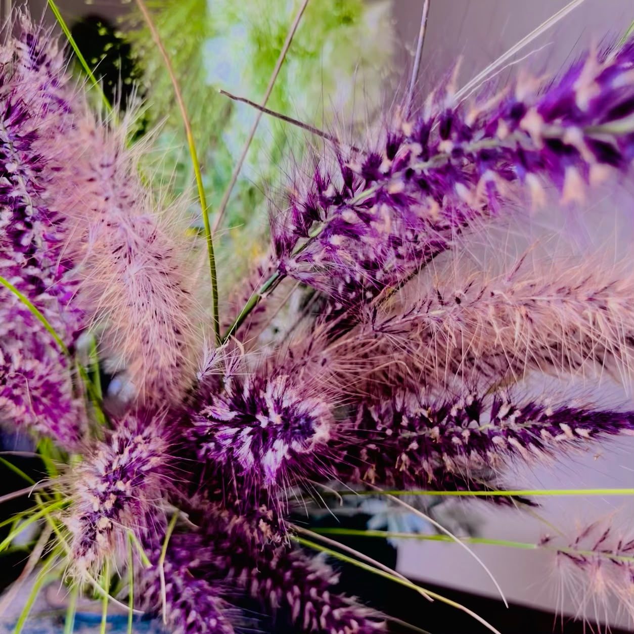 Purple fountain grass texture study